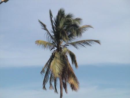 pié coco 